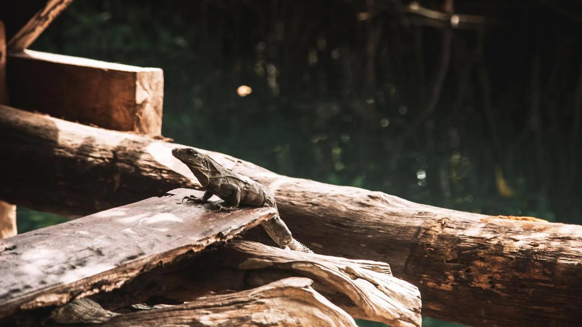 Lüks kamp alanı Uman Glamping & Cenote Tulum Otel